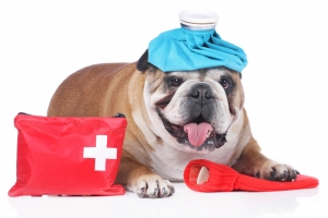 istanbul pendik çınardere Acil Müdahaleler ve Acil Servis