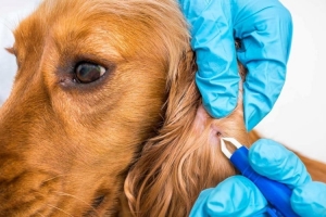 istanbul pendik çınardere Parazit Tedavisi