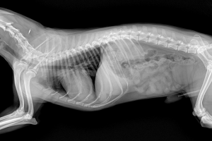 istanbul pendik çınardere Röntgen ve Laboratuvar Testleri